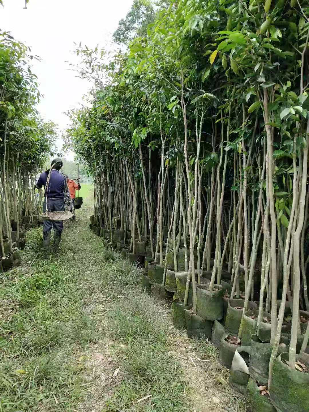 廣西沉香大袋苗 廣西沉香大袋苗基地 廣西沉香大袋苗批發(fā) 廣西沉香樹苗 廣西沉香3公分大袋苗 廣西沉香5公分大袋苗