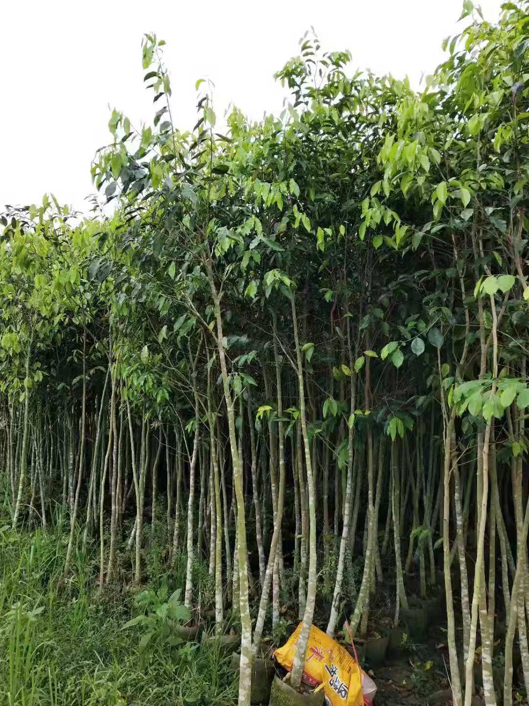 溫州沉香大袋苗 溫州沉香大袋苗批發(fā) 溫州沉香大袋苗基地 溫州沉香大袋苗價(jià)格 溫州沉香大袋苗3-5公分