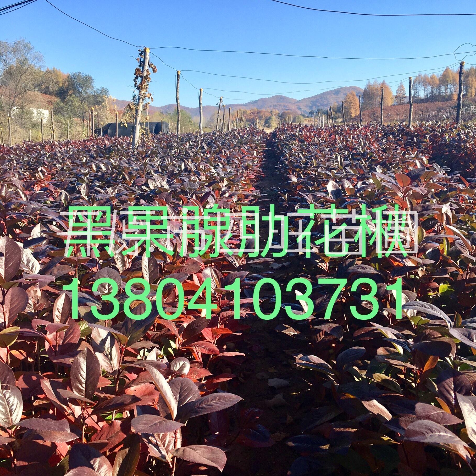 遼寧開原靠山基地直銷黑果腺肋花楸純正不老莓野櫻莓小苗價格量大可詳談