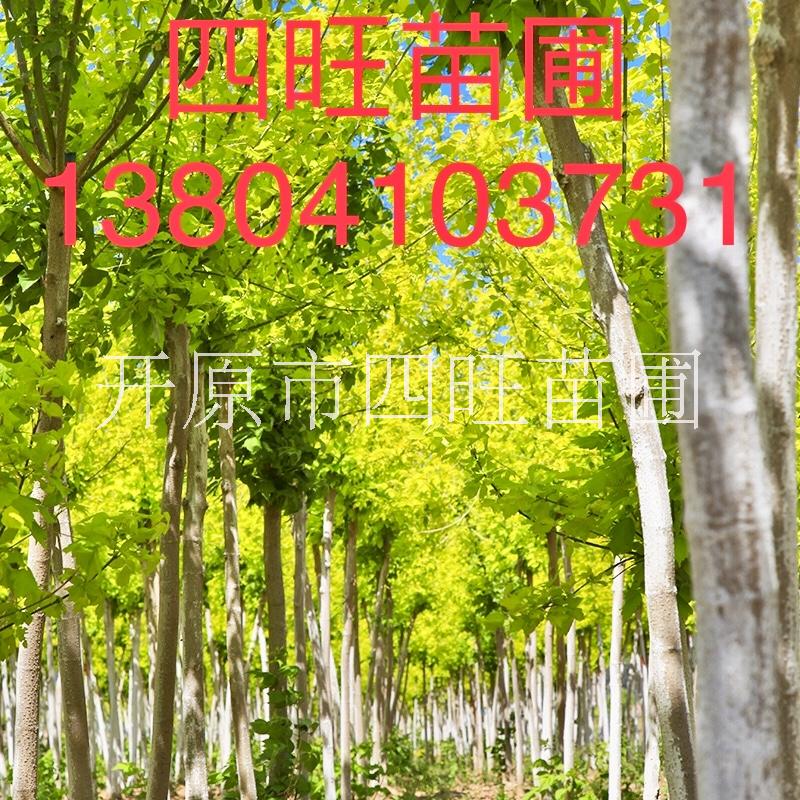 東北遼寧供應 糖槭樹 金葉復葉槭行道樹接穗價格合理量大可詳談