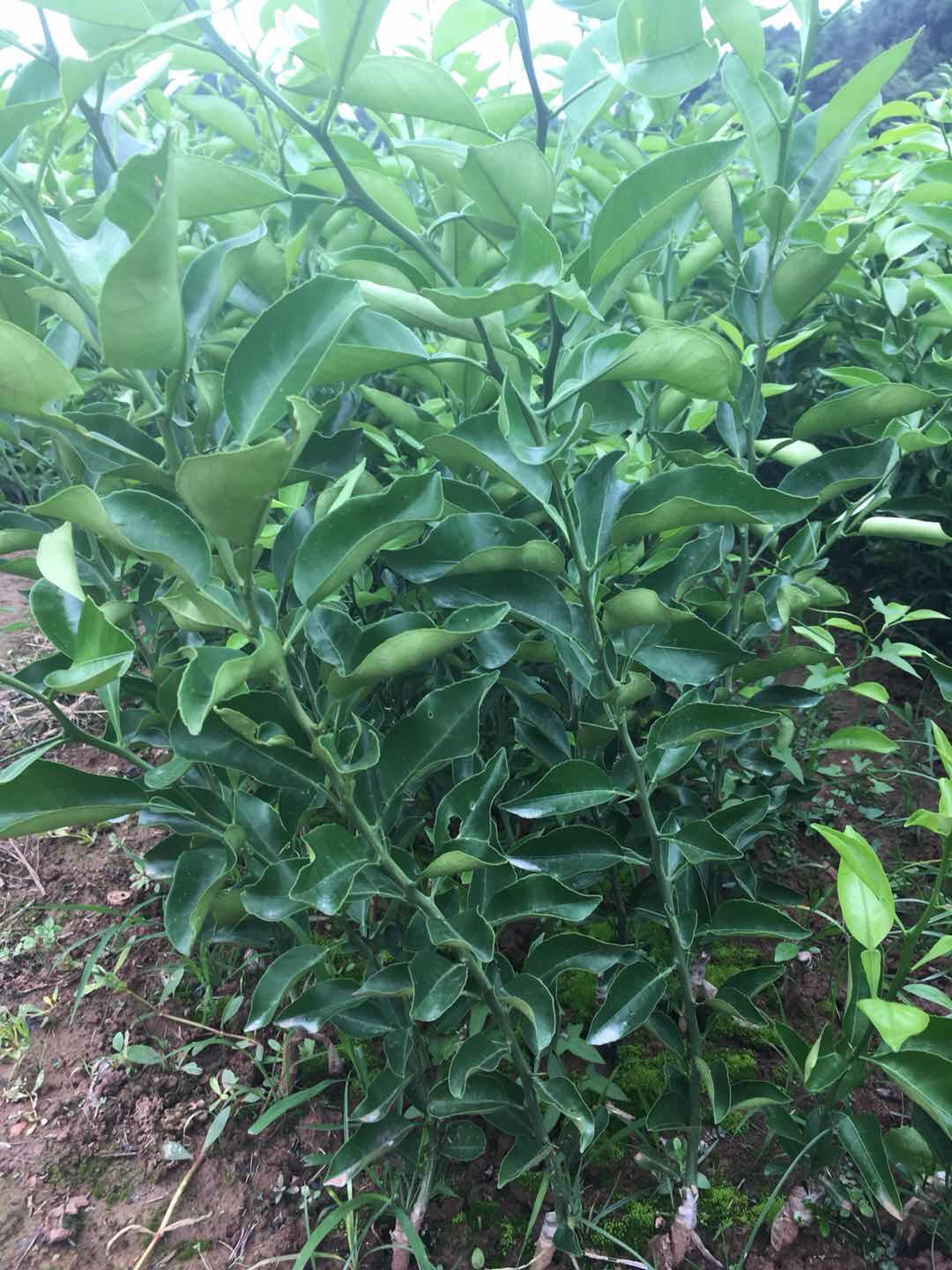 重慶明日見(jiàn)柑橘苗種植基地直銷價(jià)格