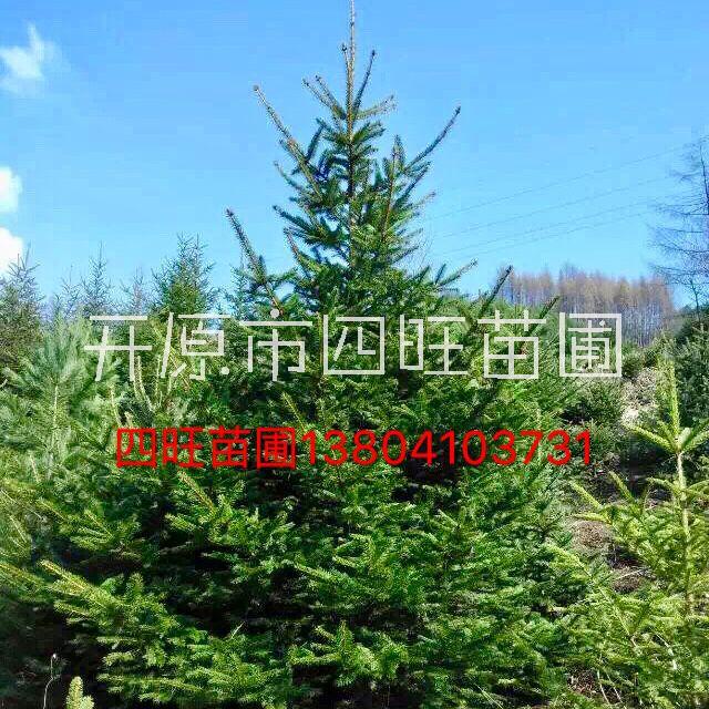 遼寧吉林東北供應 云杉 1--8米青芊密枝紅皮價格合理量大優(yōu)惠