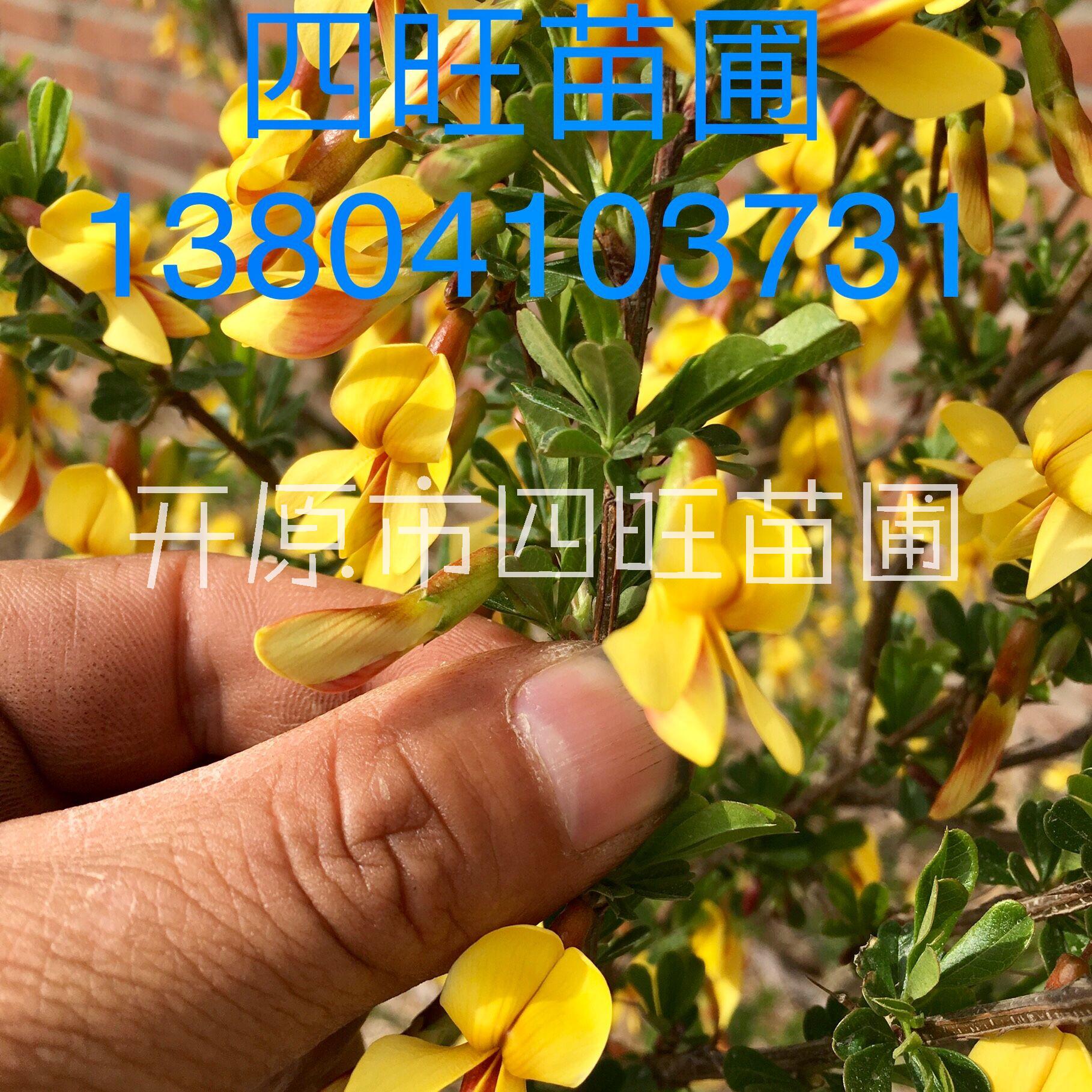 東北遼寧供應(yīng)耐寒叢生 金雀錦雞兒 綠籬苗 *惠