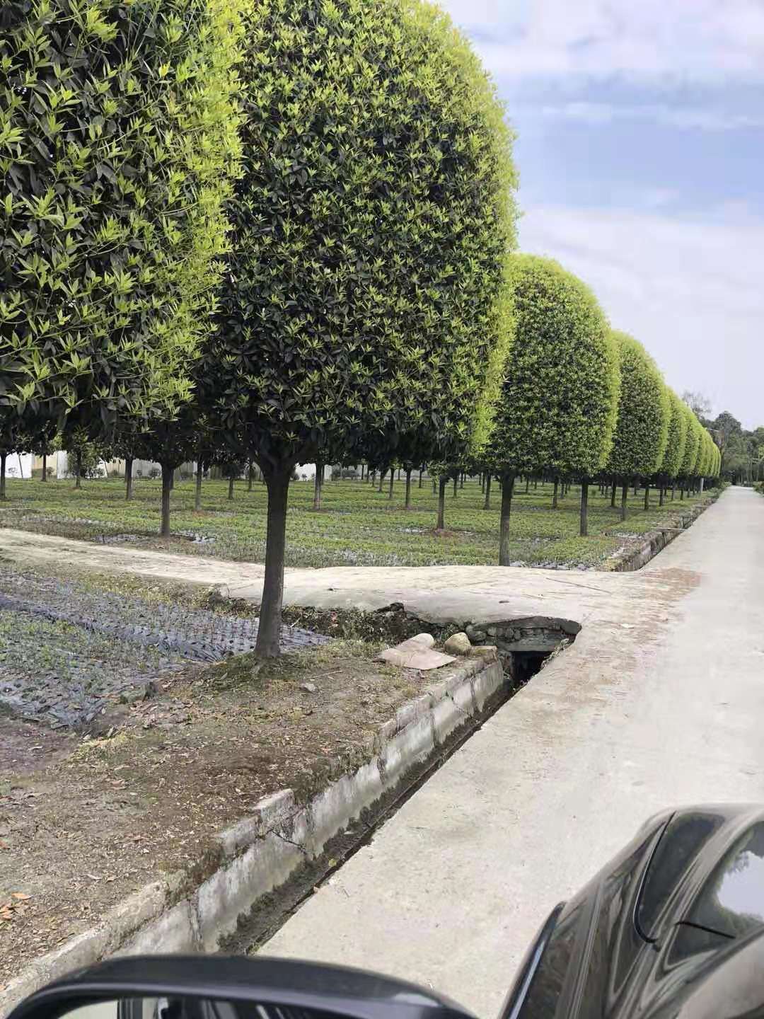 成都溫江哪里有桂花樹(shù)賣(mài)-基地直銷(xiāo)批發(fā)價(jià)