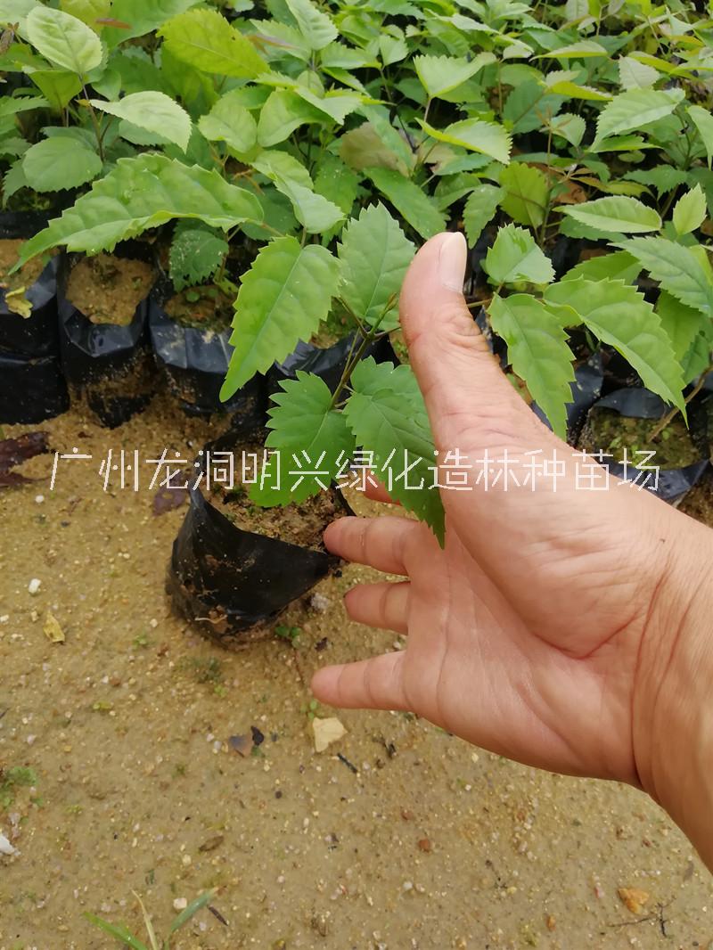 廣州紫花楓鈴木小苗基地直銷供應(yīng)商批發(fā)報價-基地*價格