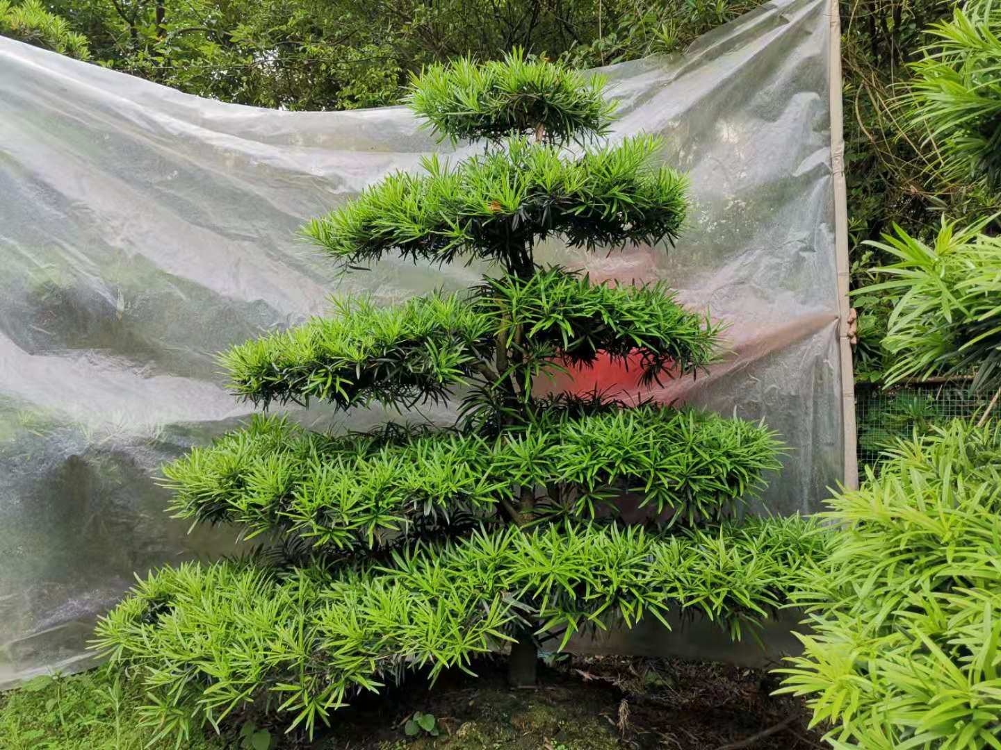 四川*出售羅漢松盆栽基地直銷批發(fā)價(jià)格多少錢