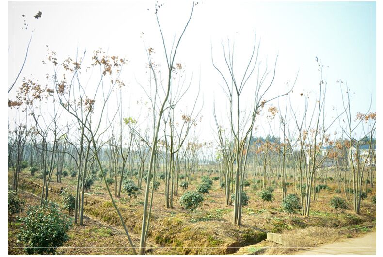 山東9公分欒樹種植基地，山東七八公分的欒樹價格，10公分欒樹價格