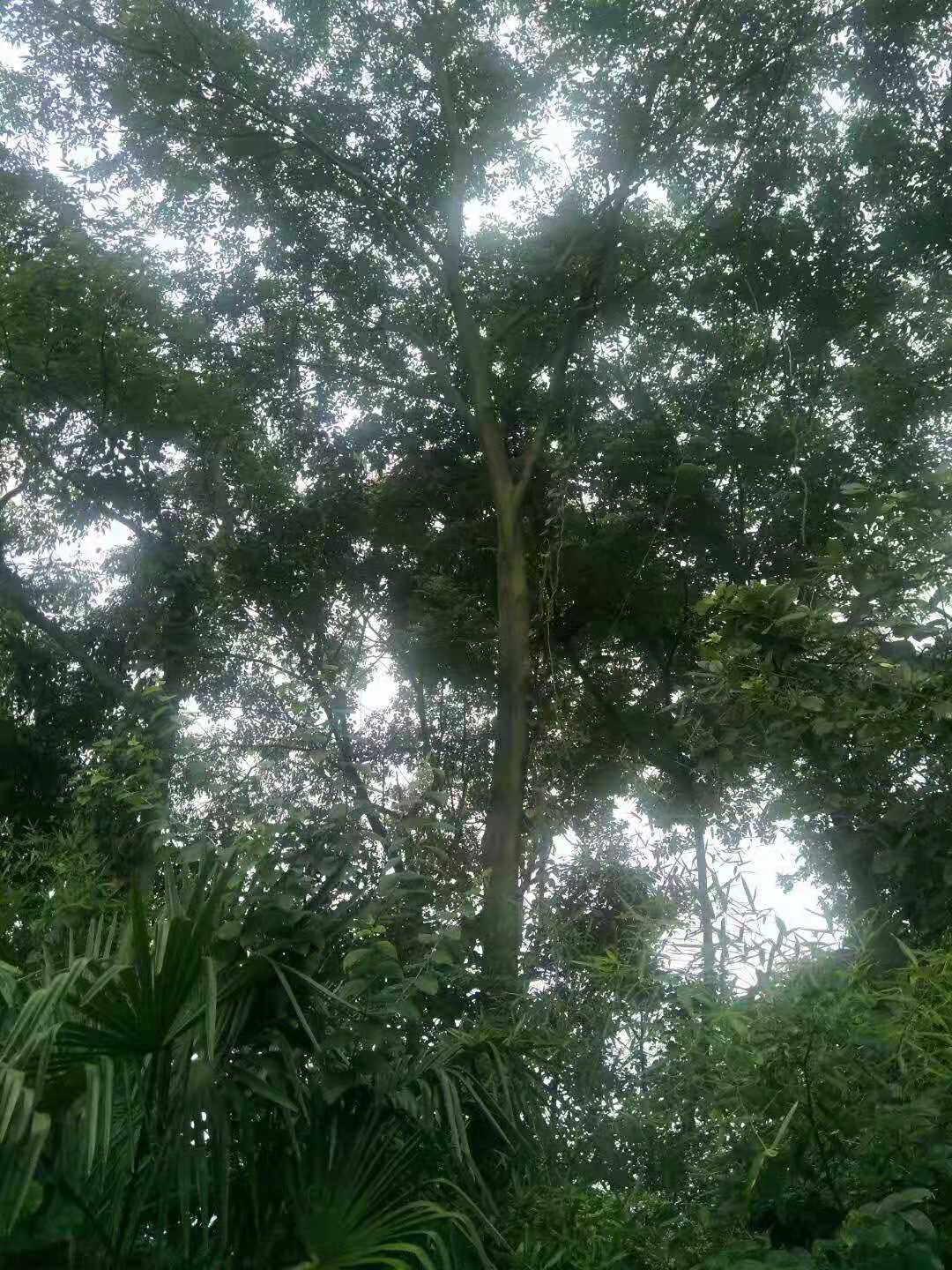 益陽25公分無患子樹種植基地現(xiàn)貨銷售報(bào)價(jià)多少錢-無患子樹價(jià)格