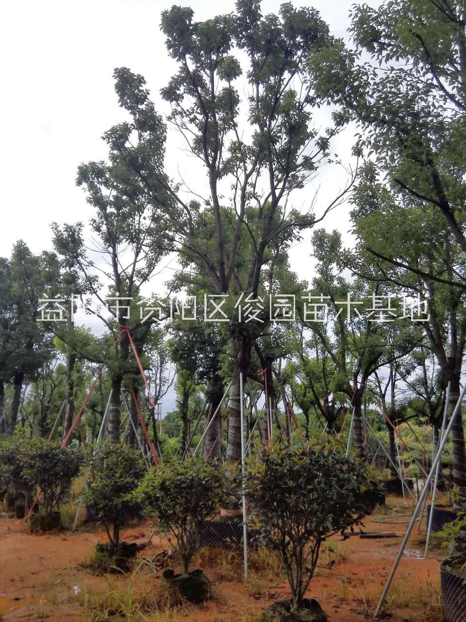 湖南批發(fā)18-50公分移植香樟樹(shù)，*批發(fā)供應(yīng)香樟樹(shù)，直銷(xiāo)湖南25cm 30cm香樟樹(shù)