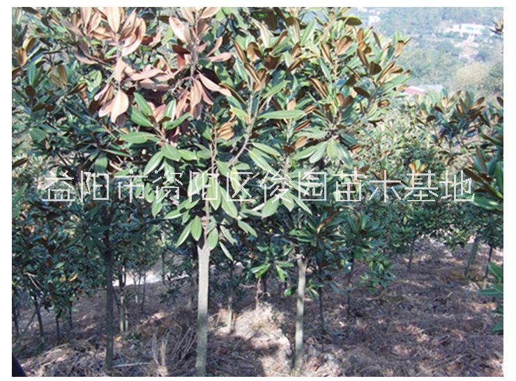 益陽(yáng)廣玉蘭20公分價(jià)格，6公分廣玉蘭價(jià)格，13公分廣玉蘭直銷