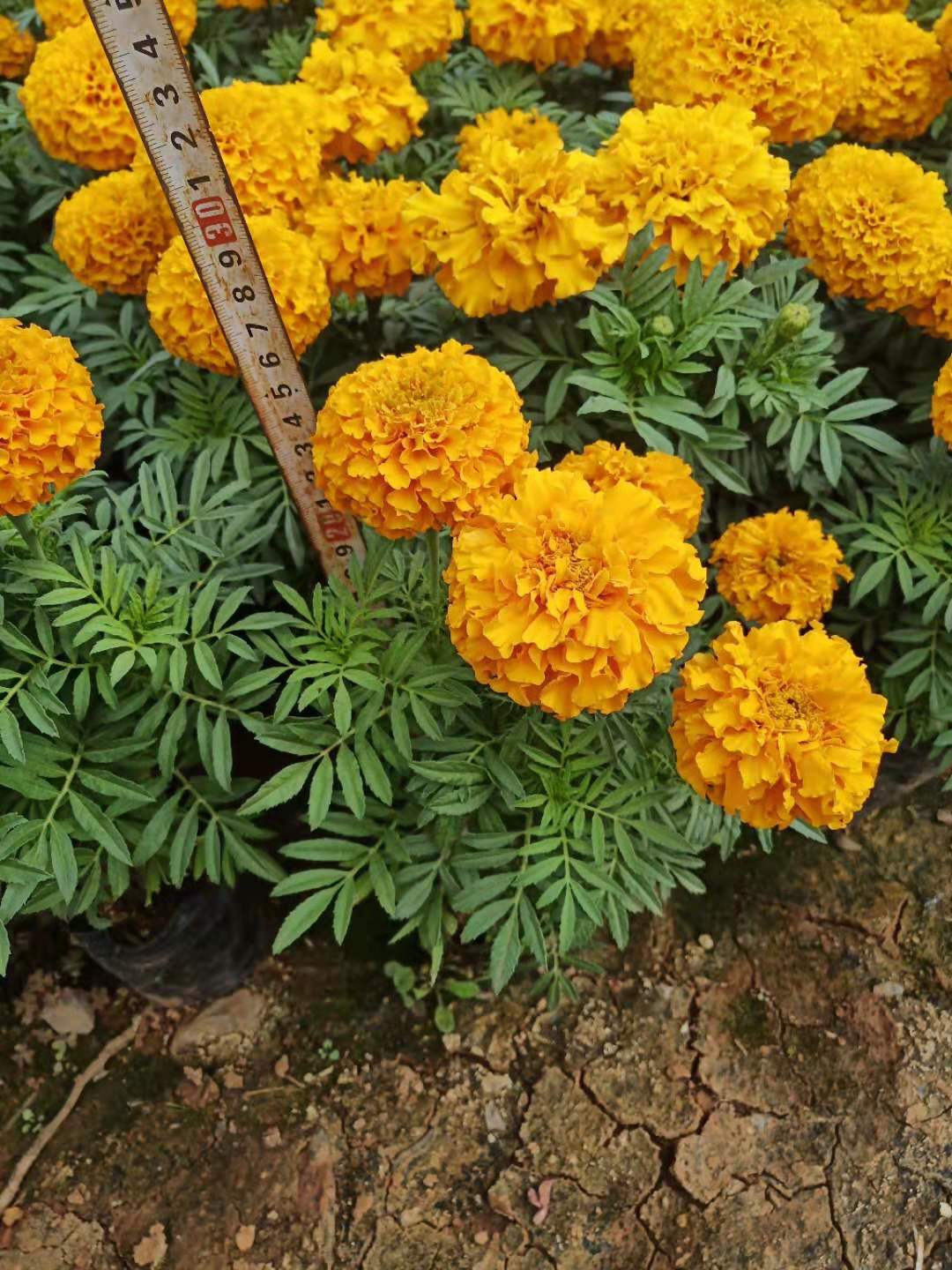 萬壽菊小杯苗。云南萬壽菊小苗批發(fā)。云南綠化苗木萬壽菊