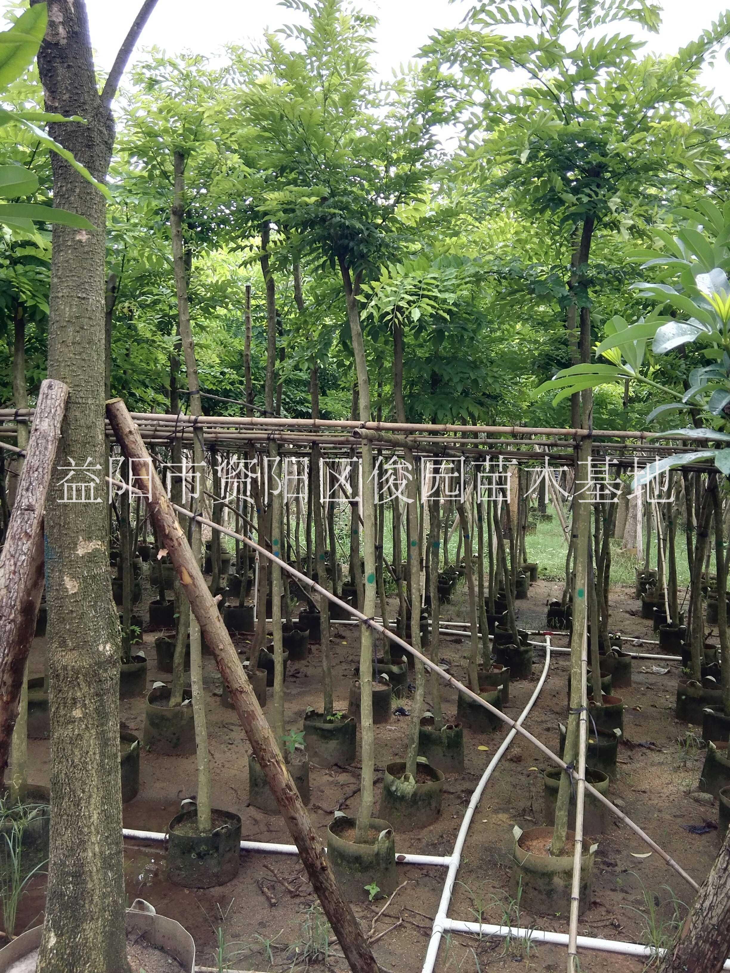湖南資陽3公分香樟價格，益陽香樟小苗價格，益陽香樟綠化苗木