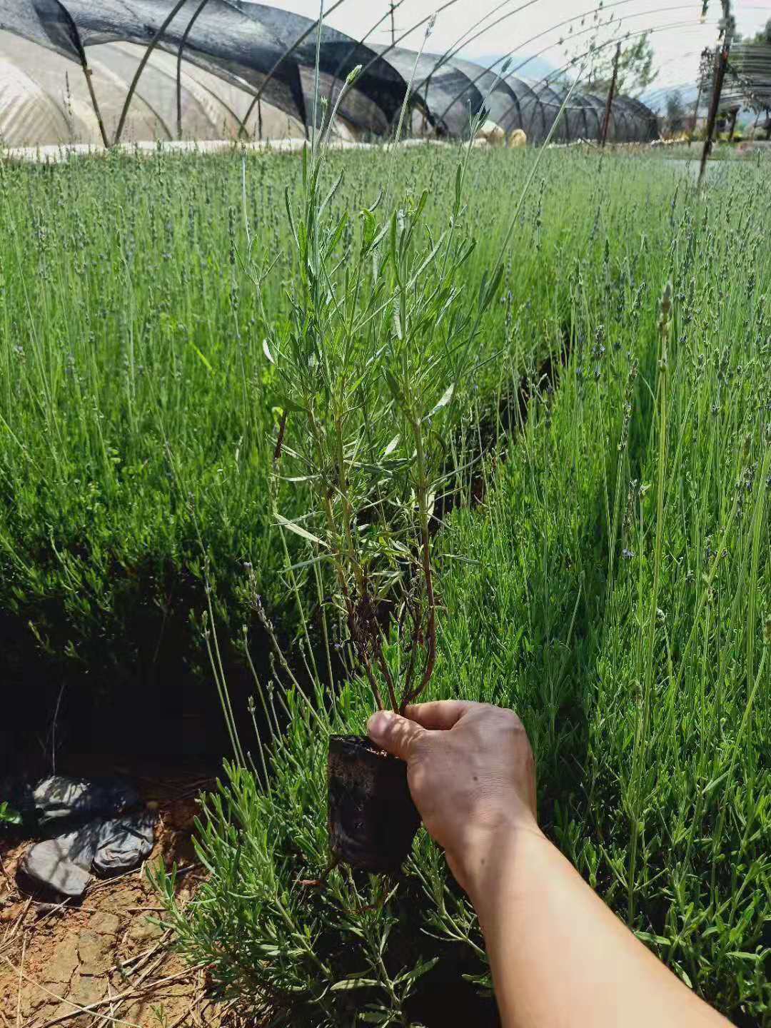 薰衣草小杯苗  云南熏衣草種植基地  熏衣草批發(fā)價(jià)格