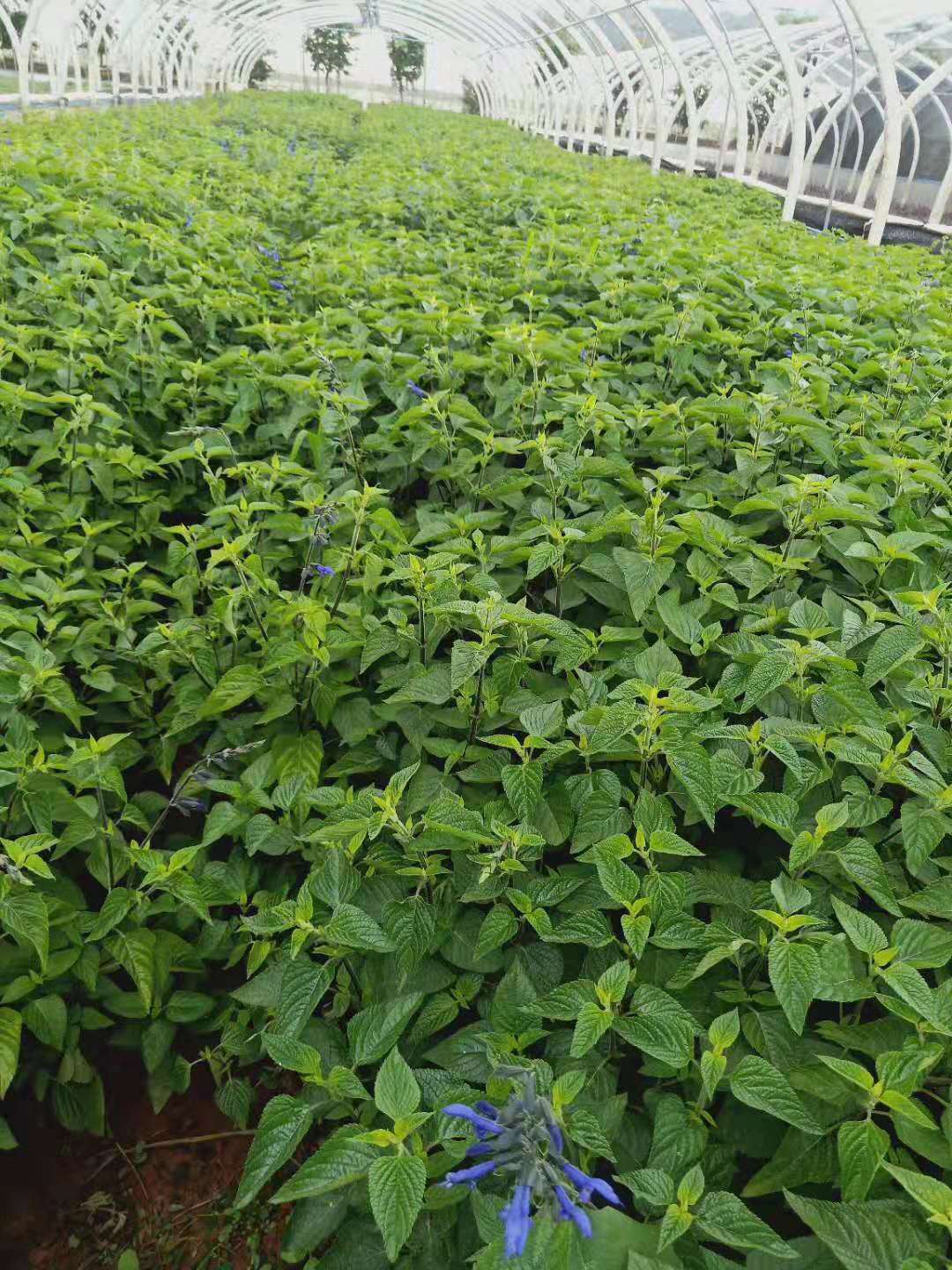 蘭*尾草小杯苗  鼠尾草種植基地  云南蘭*尾草批發(fā)價格