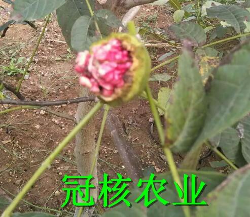 紫色果仁的核桃哪里有賣，紫仁核桃苗多少錢一顆