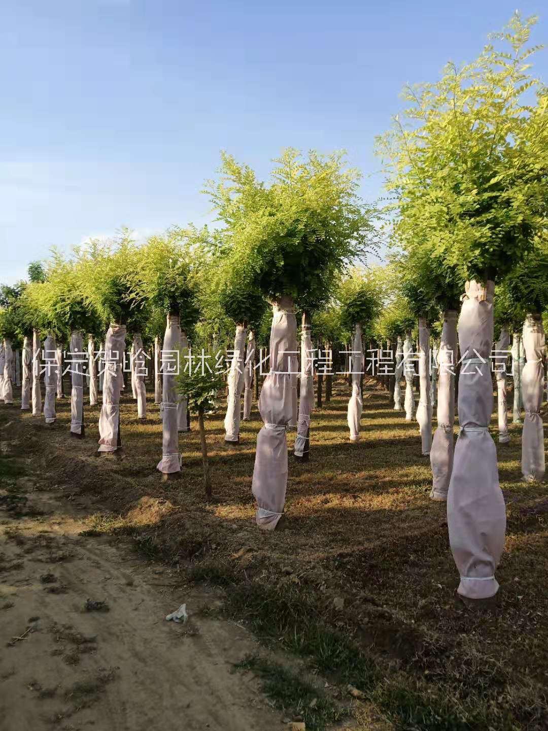 保定各種規(guī)格金葉槐頭價格_苗木_金葉槐頭苗圃