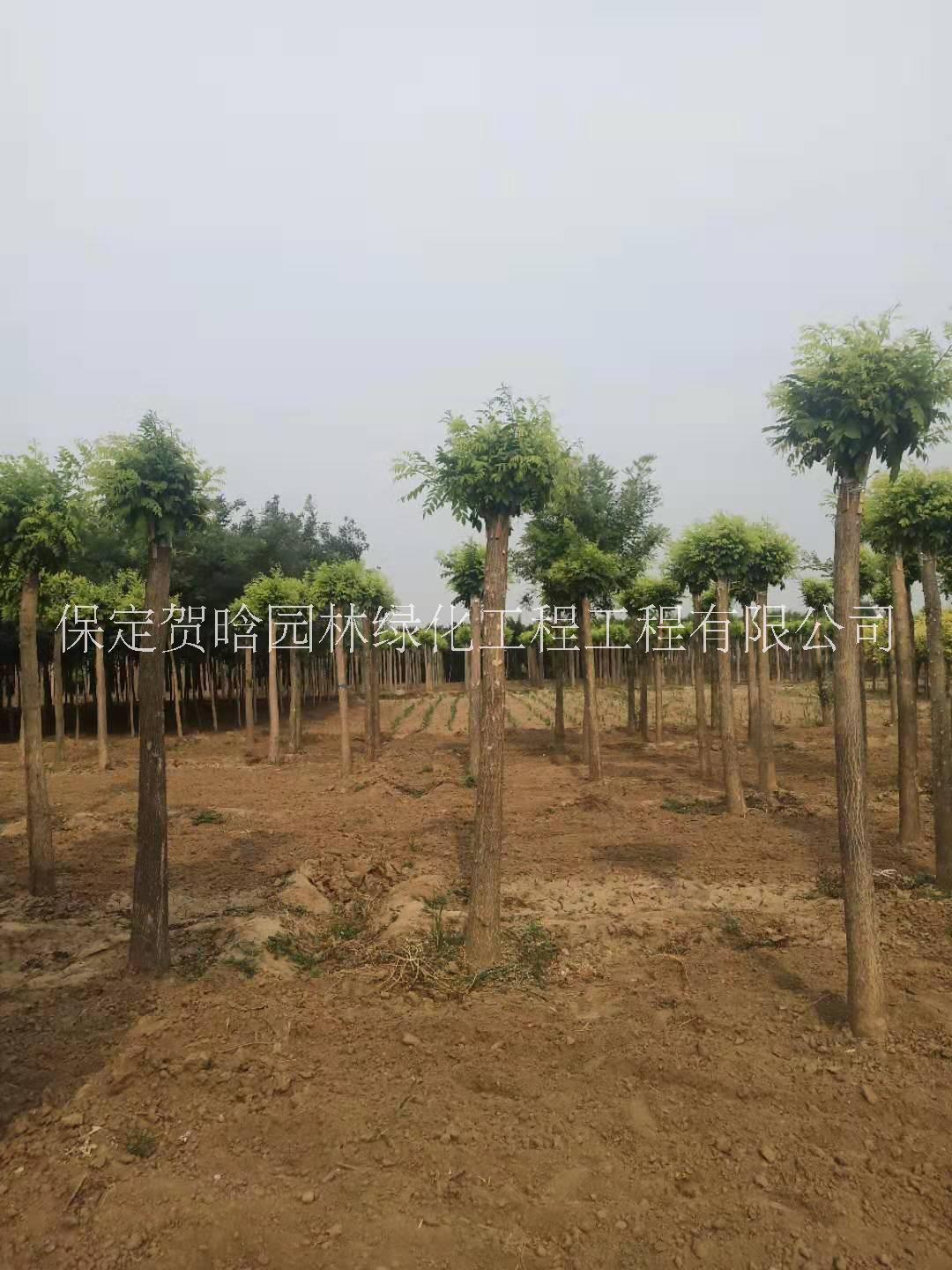 保定8-15公分的金枝槐報(bào)價(jià)，8公分金枝槐-河北賀晗園林高接金枝國(guó)槐-15公分金枝槐價(jià)格