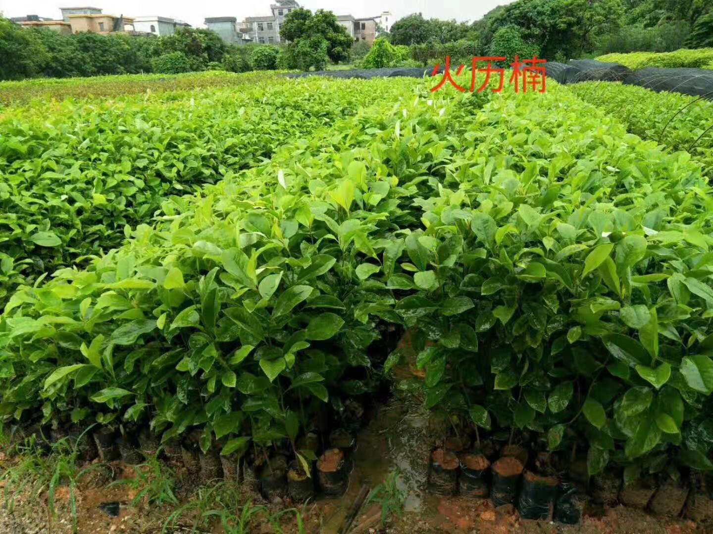 廣州火力楠種苗|袋苗|基地直銷|批發(fā)價格|報價|供應(yīng)|高存活率
