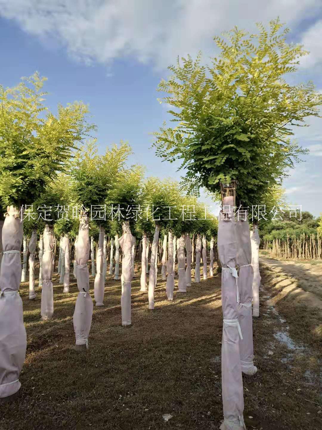 北京金葉槐頭種植基地_批發(fā)苗木_價格