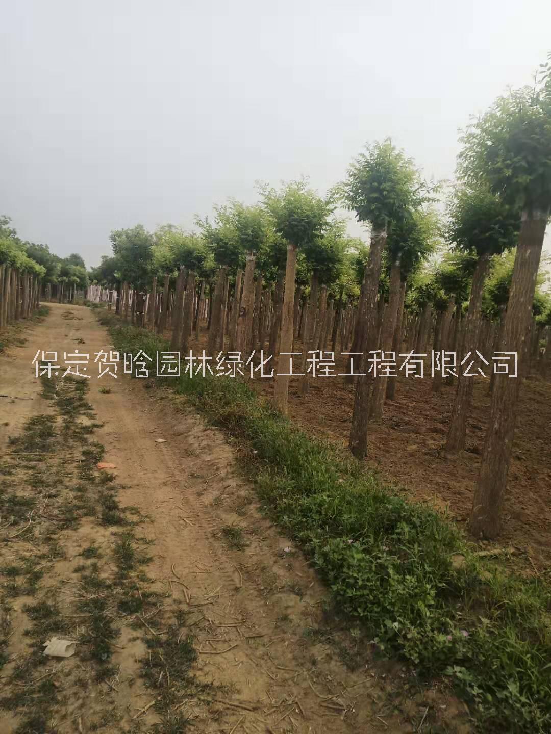 保定8-15公分的金枝槐報(bào)價(jià)，8公分金枝槐-河北賀晗園林高接金枝國(guó)槐-15公分金枝槐價(jià)格