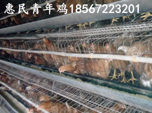 青年雞養(yǎng)殖場(chǎng),鶴壁青年雞養(yǎng)殖場(chǎng),鶴壁青年雞養(yǎng)殖場(chǎng)位置