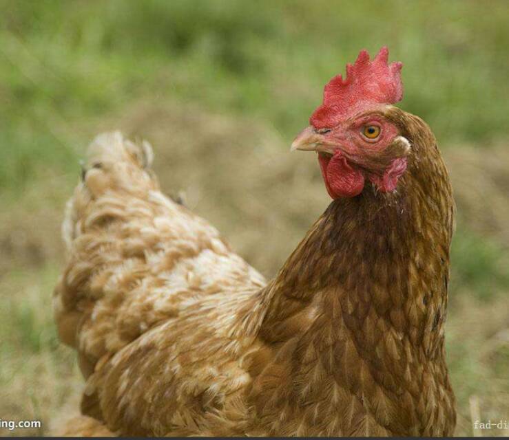 青年雞養(yǎng)殖場(chǎng),鶴壁青年雞養(yǎng)殖場(chǎng),鶴壁青年雞養(yǎng)殖場(chǎng)位置