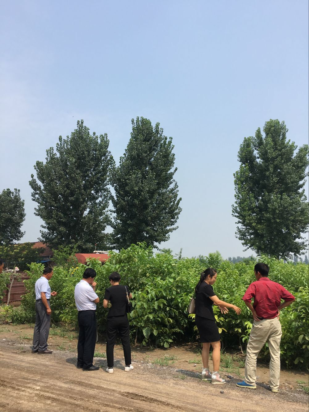 冠核三號薄皮核桃苗，早實性核桃苗，畝產(chǎn)千斤 冠核三號優(yōu)質(zhì)核桃苗 冠核三號薄皮核桃苗