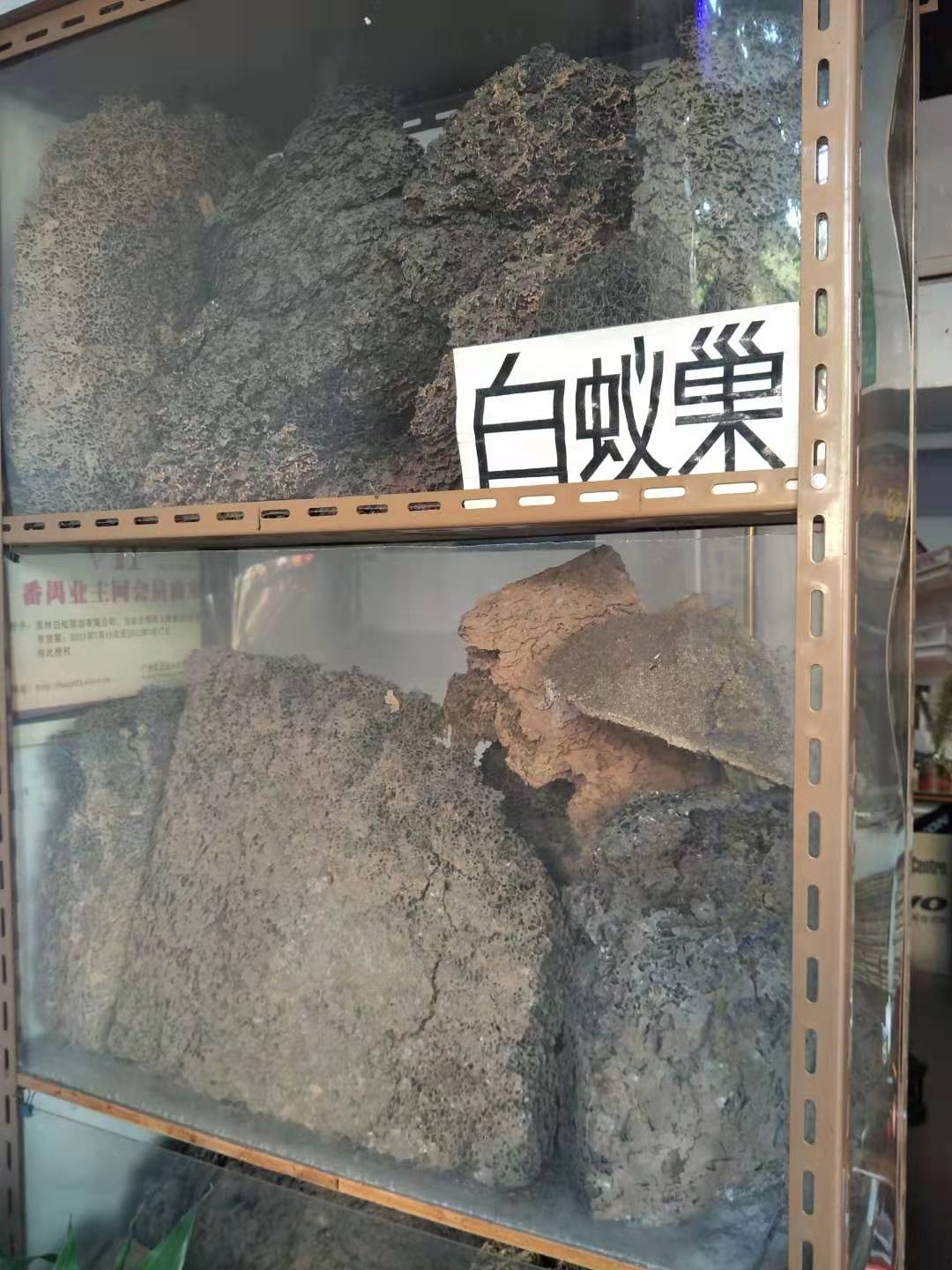 順德區(qū)白蟻防治公司/收費標準
