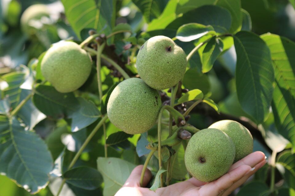 豐產(chǎn)核桃,高產(chǎn)核桃樹(shù),優(yōu)質(zhì)核桃樹(shù)，畝產(chǎn)千斤