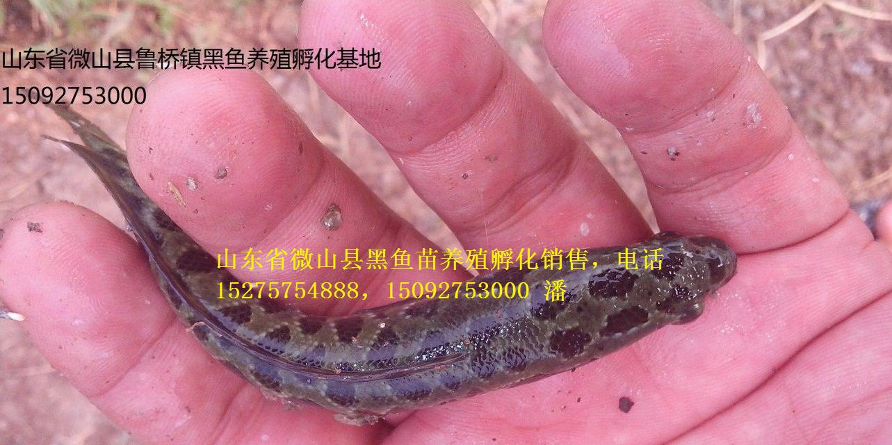 黑魚苗價格，黑魚苗養(yǎng)殖