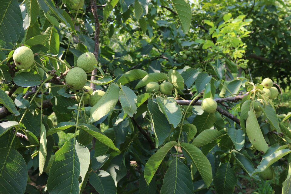 山東冠核核桃樹 冠核一號(hào)核桃苗 當(dāng)年見果核桃苗 畝產(chǎn)可達(dá)千斤