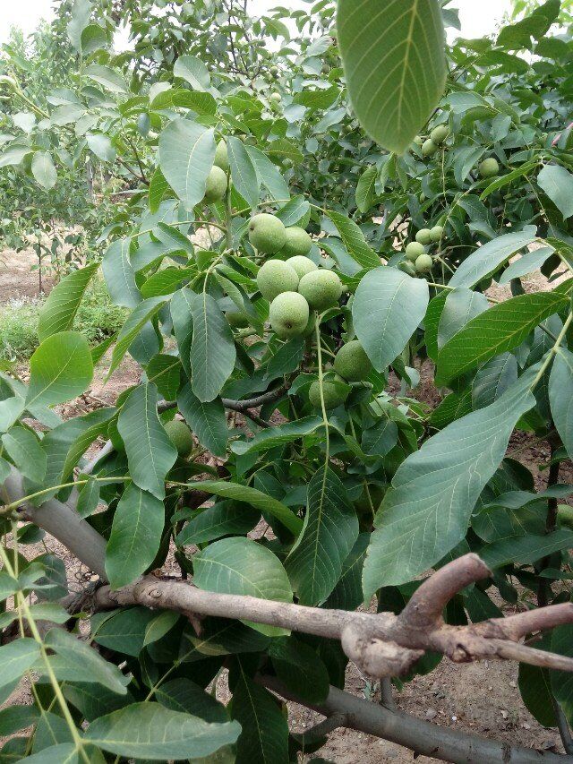 山東冠核核桃樹 冠核一號(hào)核桃苗 當(dāng)年見果核桃苗 畝產(chǎn)可達(dá)千斤