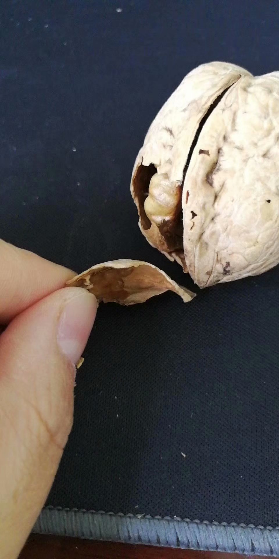 山東冠核農(nóng)業(yè)冠核核桃苗 薄皮核桃苗,殼厚度0.7-0.8mm，早結(jié)果高產(chǎn)量抗旱抗病性強(qiáng)