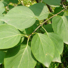 丁香葉提取液供應(yīng)商/丁香葉粉價(jià)格 廠(chǎng)家直銷(xiāo) 丁香葉醇提物