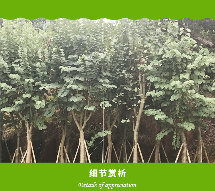佛山苗木基地大量自產(chǎn)自銷紅花紫荊