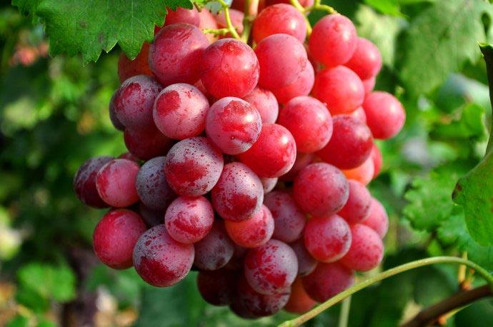 宏鴻集團(tuán)--長(zhǎng)沙地區(qū)食堂配送-長(zhǎng)沙地區(qū)-葡萄配送