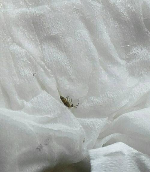 開福區(qū)滅跳蚤公司,開福區(qū)專業(yè)滅跳蚤,開福區(qū)滅跳蚤圖片,開福區(qū)滅跳蚤哪家好,開福區(qū)滅跳蚤市場價格