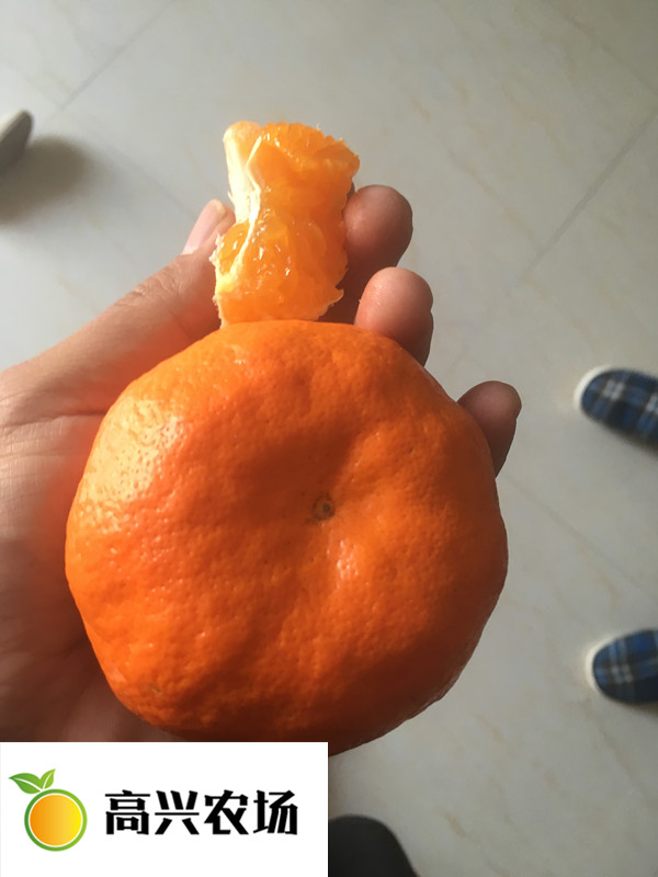 明日見(jiàn)柑橘苗 象山明日見(jiàn)枝條基地直發(fā)價(jià)格