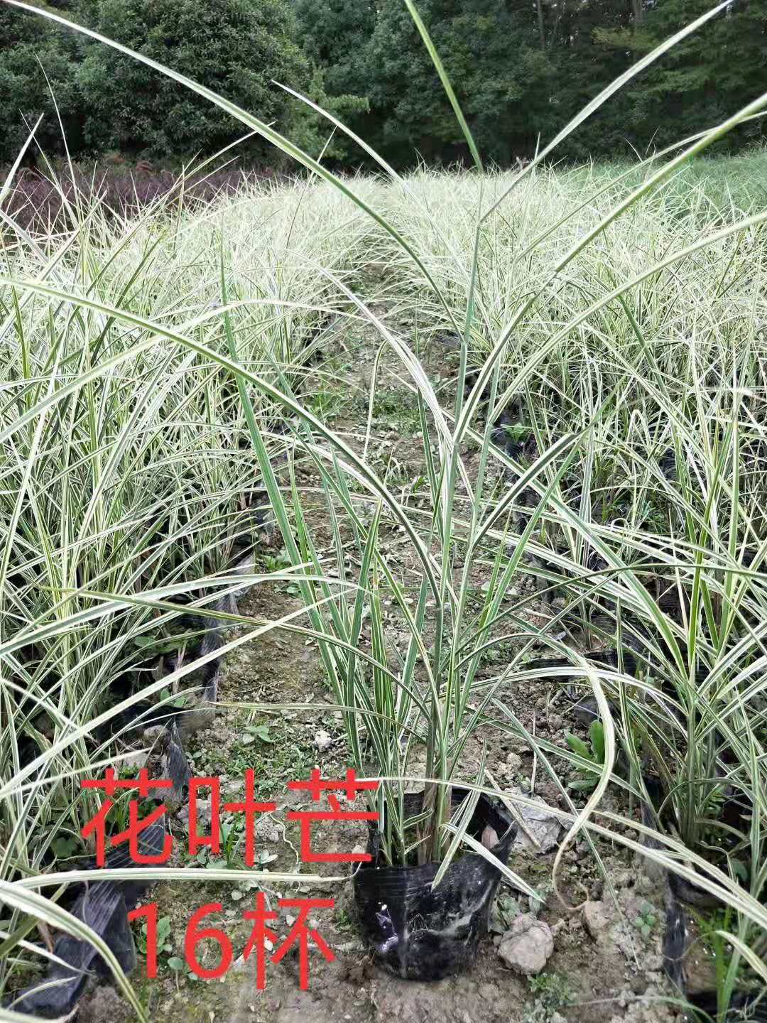 四川水生植物基地直銷批發(fā)價*出售價格