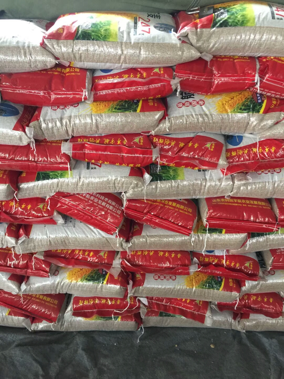 超高產(chǎn)小麥——三抗十號(hào)