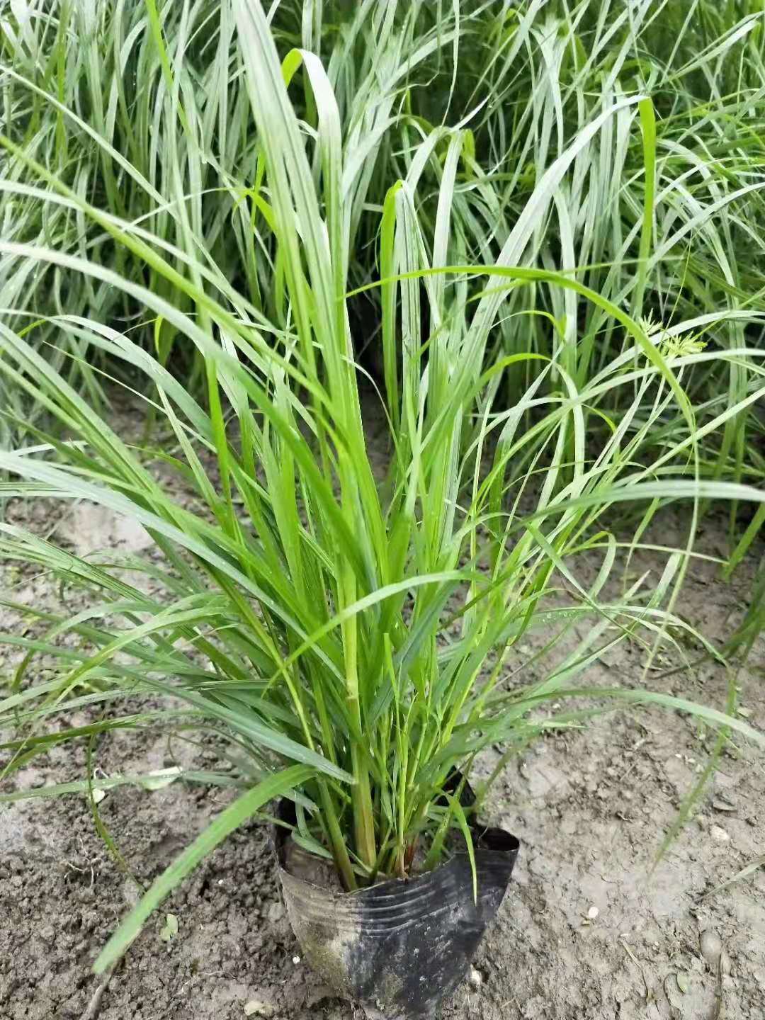 四川水生植物基地直銷批發(fā)價*出售價格