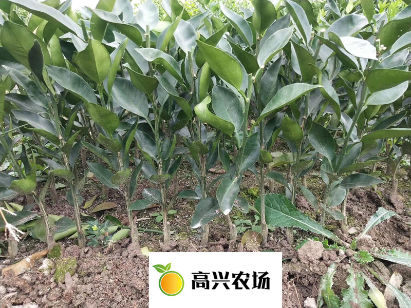 明日見(jiàn)柑橘苗 象山明日見(jiàn)枝條基地直發(fā)價(jià)格