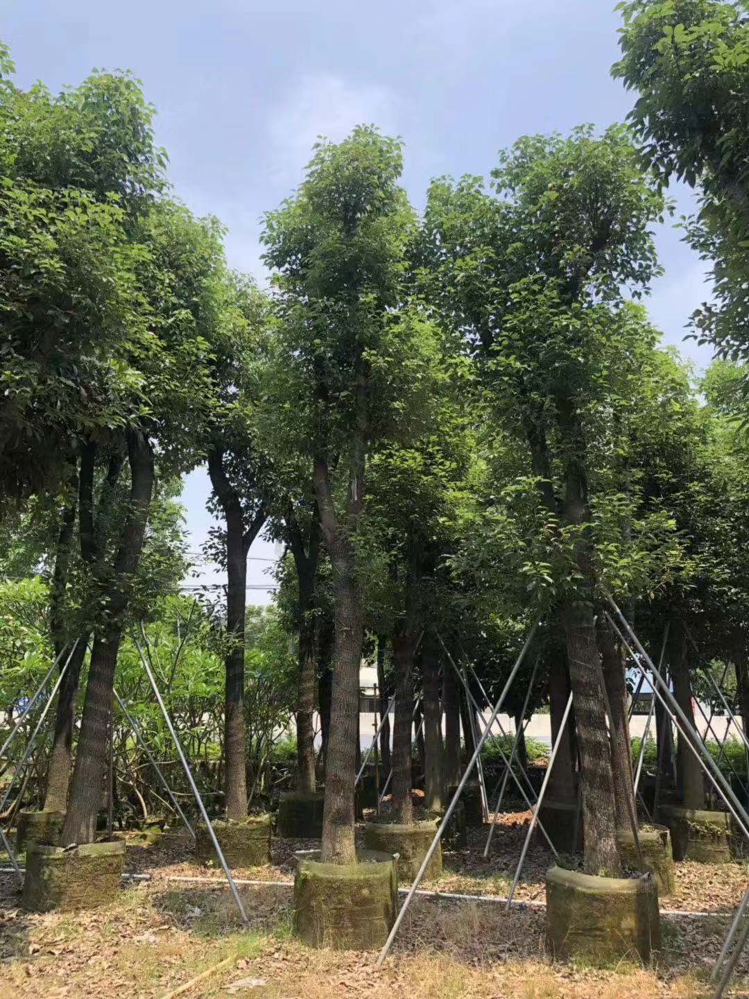 河南香樟 河南香樟樹基地 河南香樟樹基地 河南香樟苗基地 河南香樟樹苗 河南香樟樹批發(fā)