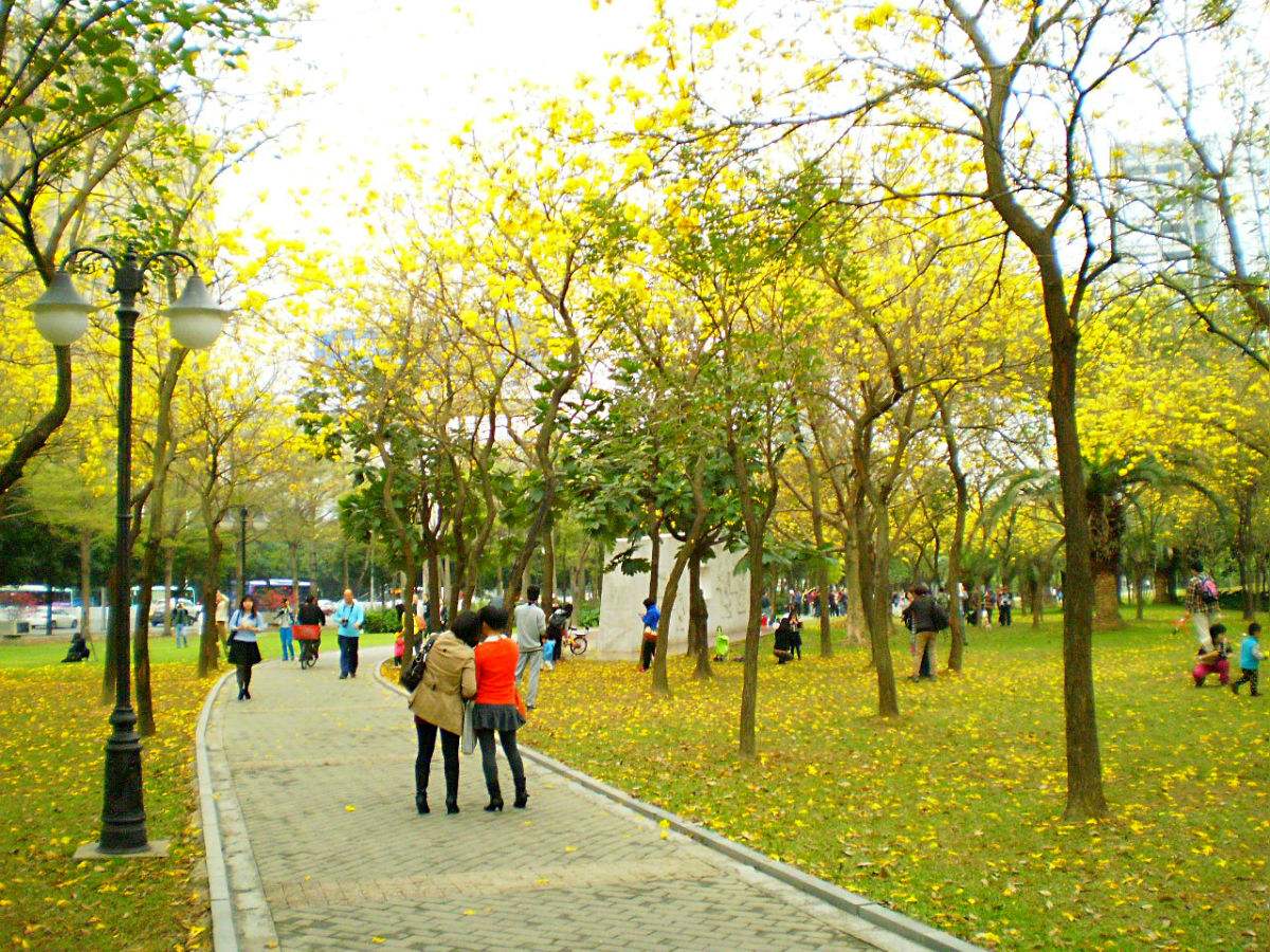 風鈴木 廣東風鈴木 廣東風鈴木基地 廣東風鈴木批發(fā) 廣東風鈴木苗木哪家好 廣東風鈴木價格