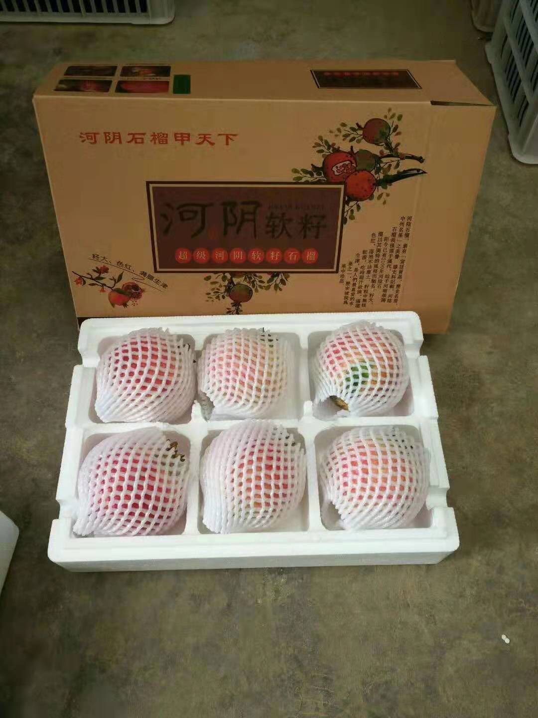 河陰石榴種植園批發(fā)商—種植—供應(yīng)商