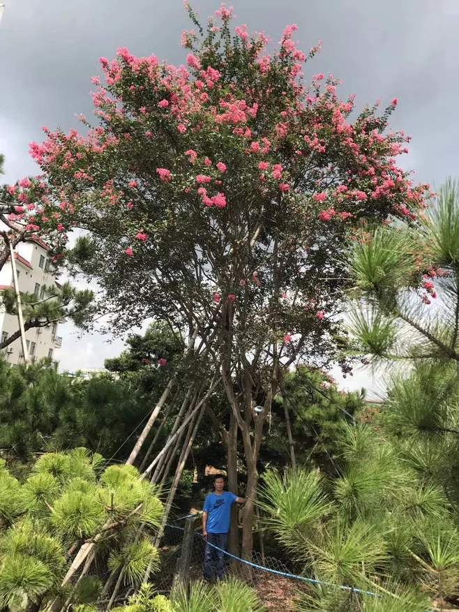 小葉紫薇 小葉紫薇基地 小葉紫薇苗木 廣東小葉紫薇哪家好 廣東小葉紫薇價格 廣東小葉紫薇批發(fā)