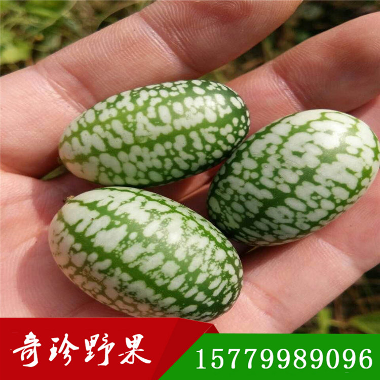 姆指西瓜 迷你小西瓜種子奇珍野果農(nóng)業(yè)直發(fā)