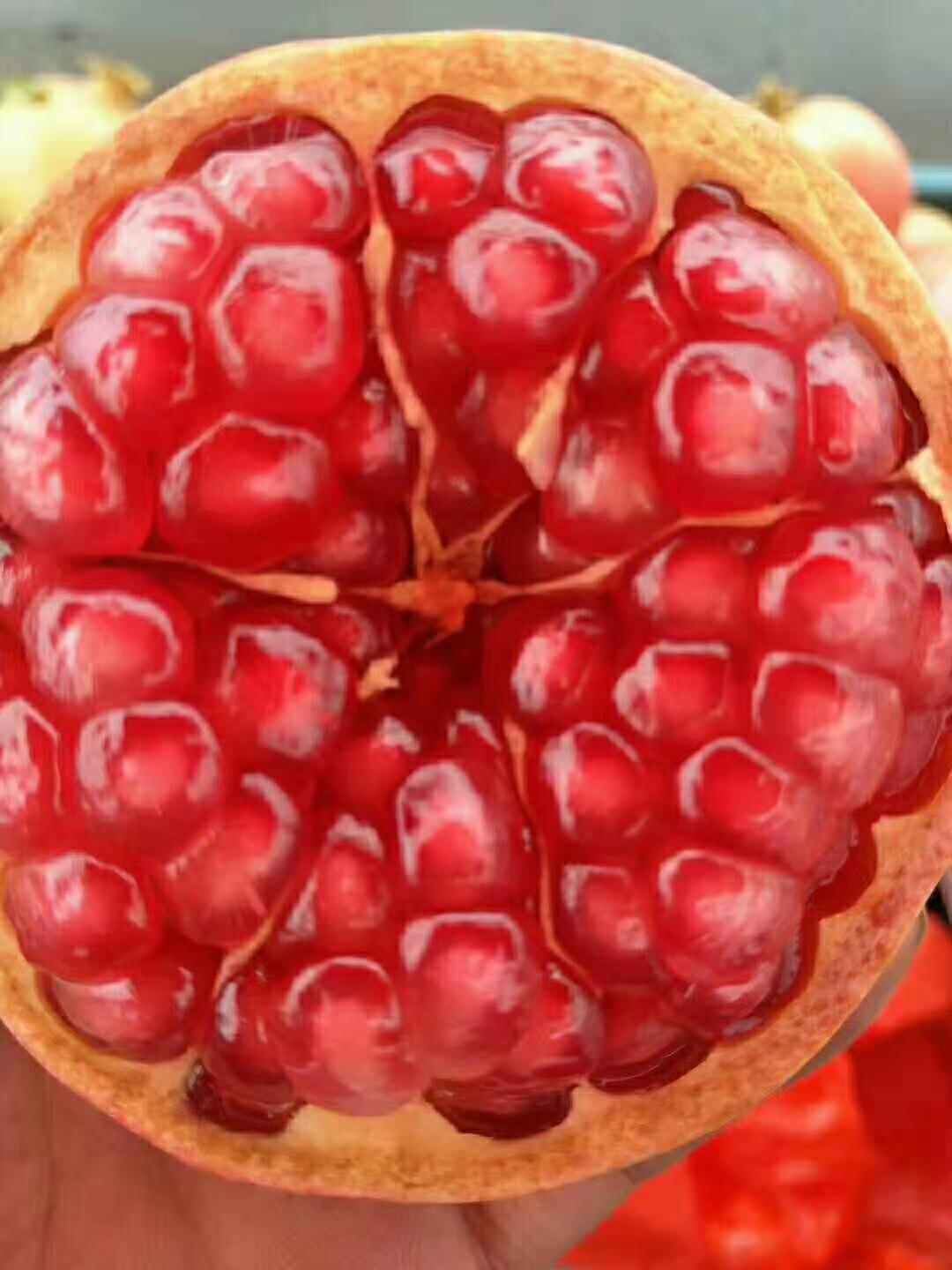 河陰軟籽石榴采摘園—批發(fā)商—供應(yīng)商—種植