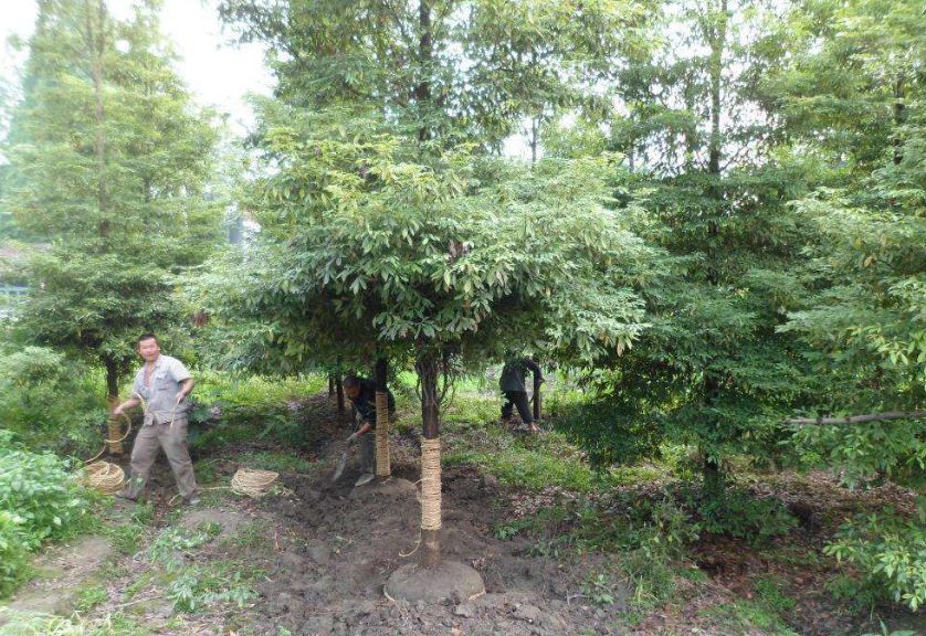 楠木樹(shù)苗木基地   四川成都金絲楠木出售    價(jià)格低找三郎龍鼎園林