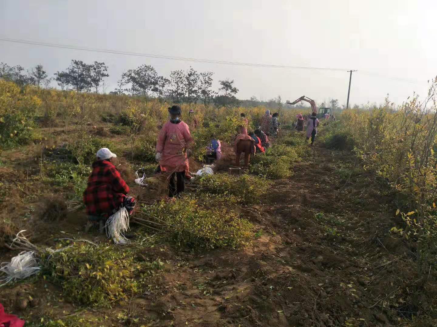 *石榴樹苗批發(fā)商—供應(yīng)商—種植